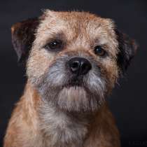 Щенки бордер терьера, в Москве