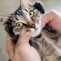 Красавец Вуди, добрейший полосатый котенок в добрые руки, в г.Москва
