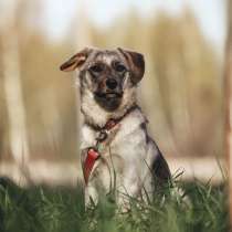 Молодая, красивая собака Белочка в добрые руки, в г.Москва