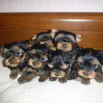 Йоркширский терьер Калининград, в Калининграде