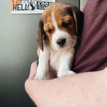 Бигль ЩЕНОЧКИ, в Екатеринбурге