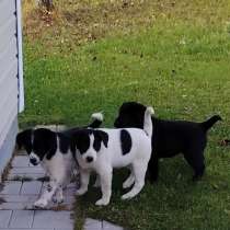 Щенки-девочки в добрые руки, в Москве