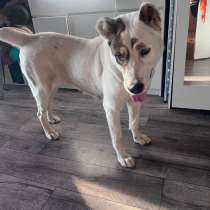 Ищу хозяина, в Хабаровске