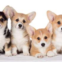 Корги Магадан, в Магадане