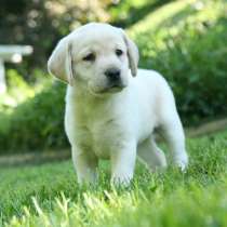 Лабрадор Абакан, в Абакане