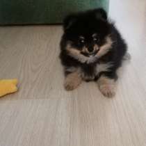 Шпиц мишка, в Москве