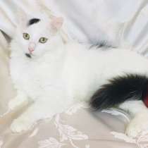 Роскошный котик Балу в поисках семьи, в Москве