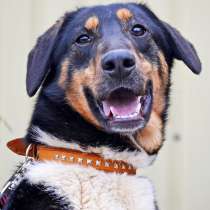 Милашка Баффи-метис энтлебухер зенненхунда ищет семью!, в Москве