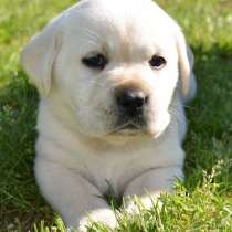 Лабрадор Тула, в Туле