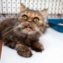 Нелли ищет самую заботливую семью, в Москве