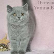 Британские плюшевые котята, в г.Павлодар