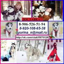 Хаски чудеснейшие щеночки, в Твери
