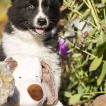 Yakutian Laika puppies (black and white boy), в Новосибирске