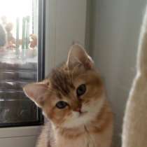 Шотландские котята золото, в Москве