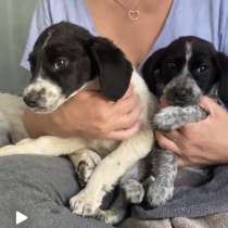 Щенки спаниеля в добрые руки, в Москве