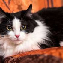 Отдам даром Лола самая ласковая кошка на свете в дар, в Москве