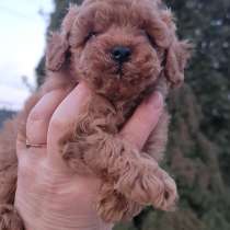 Девочка той пудель с клубными документами, в г.Берлин