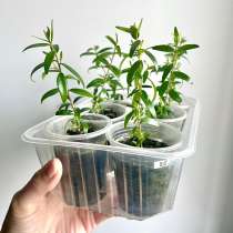 Комнатные растения, в Екатеринбурге