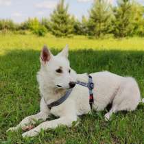 Метис белой швейцарской овчарки Сахар (Саха) в дар, в Москве