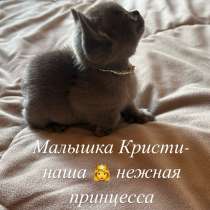 Котята Бурма, в Красноярске