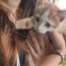Котенок, в Барнауле