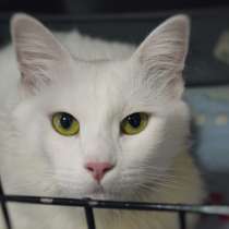 Пламенное сердце Камешки под пушистым подшерстком, в Москве