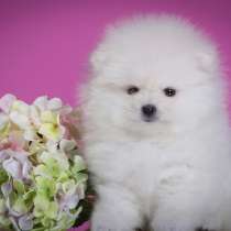 Шпиц Новокузнецке, в Новокузнецке