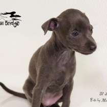 Piccolo levriero italiano, в Москве