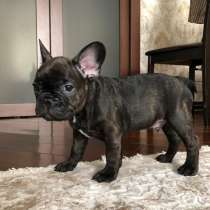Продаю щенка Французского бульдога, в Москве