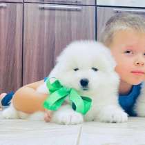 Малыши самоедики в продаже, в Петрозаводске