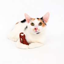 Чудо-Миннесота ищет дом, в Москве