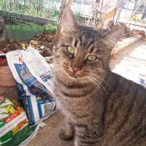 Замечательный годовалый кот. Крысолов и компаньон. В добрые, в г.Саки