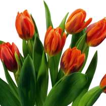 Тюльпаны к 8 марта, в Орле