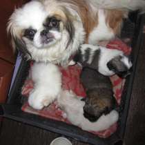 Пекинес Иркутске, в Иркутске