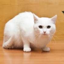 Отдам даром Боровичок, добрейший, ласковый котик, в Москве