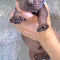Naked mexican puppies, в г.Латина