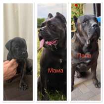 Щенки Кане-корсо, в Краснодаре