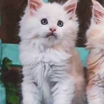 Мейн-кун котенок девочка, в Геленджике