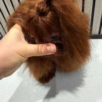 Тедди пудель тикам, в Москве