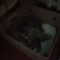 В добрые руки котят, в Волгограде