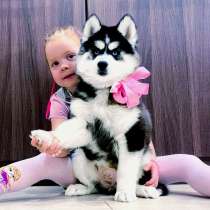 Крупные щенята хаски, в Домодедове