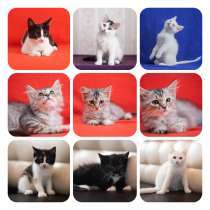 Котята, в Обнинске