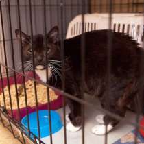 Настоящий кот-барон Мюнгхаузен ждёт чудесных перемен, в Москве