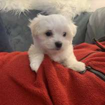 Мальтезе щеночки чистокровные, в Волгограде