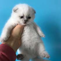 Мальчики колор поинт scottish fold, в г.Киев