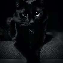 Отдам кота в хорошие руки, в Москве