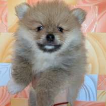 Немецкий мини шпиц, в Москве