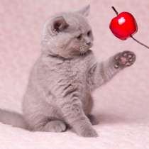 Британская лиловая кошечка, в Москве