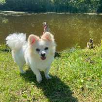 Собачка для семьи и детей!, в Твери