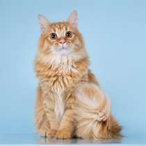 Для рыжего пушистуна по имени Лютик ищем самые добрые руки, в Москве